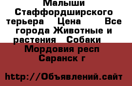 Малыши Стаффордширского терьера  › Цена ­ 1 - Все города Животные и растения » Собаки   . Мордовия респ.,Саранск г.